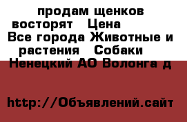 продам щенков восторят › Цена ­ 7 000 - Все города Животные и растения » Собаки   . Ненецкий АО,Волонга д.